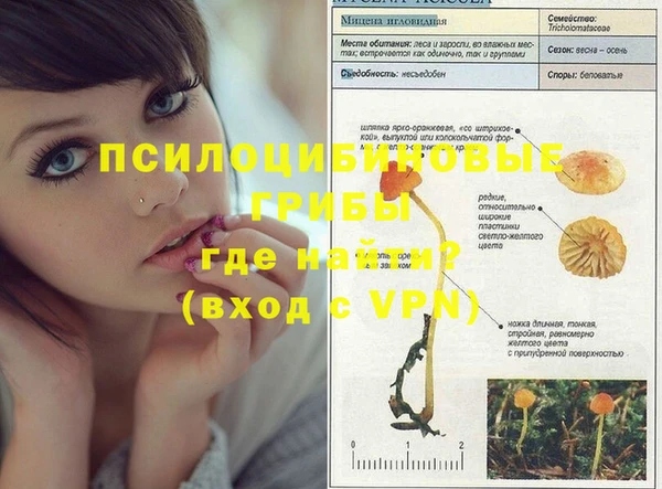 прущие грибы Абаза