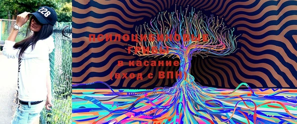 прущие грибы Абаза